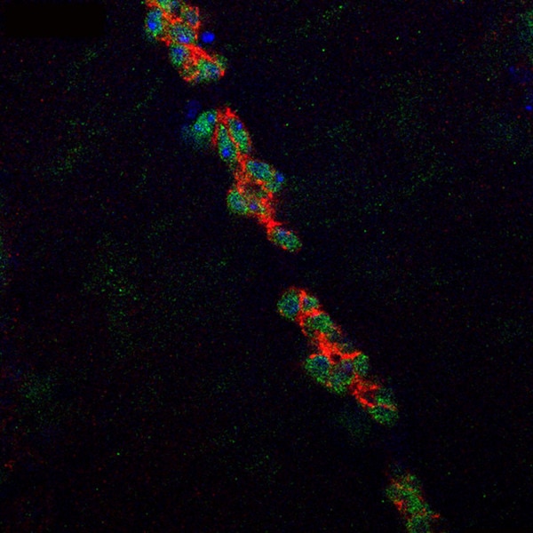 IF of Drosophila midline glia labeled with DSHB antibody 10D3-anti-wrapper (red). PMID: 31213988, Fig. S2B
